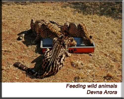 Devna Arora - Cheetah feeding